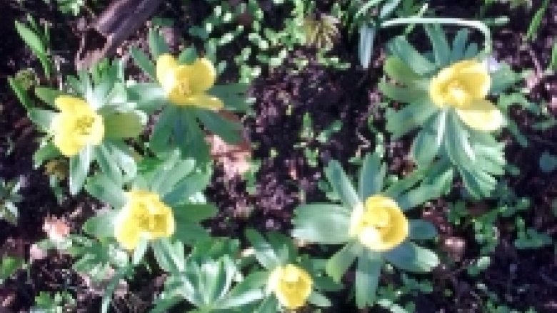 Blumenpracht-arbaretum Blumenpracht-arbaretum